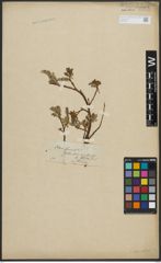 Foto von Salix arctica Pall.